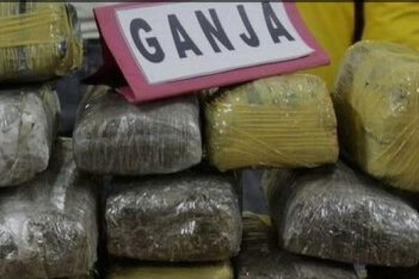 Polda Sumbar Gagalkan Peredaran Ganja Seberat 48 Kilogram