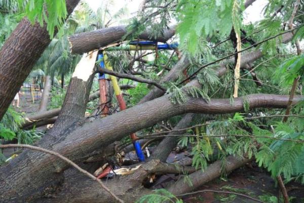 Angin Kencang, BPBD Kota Tangerang Imbau Warga Waspadai Bahaya Pohon Tumbang