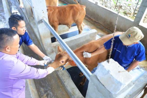 Tangerang City Intensifies Livestock Vaccination to Combat FMD