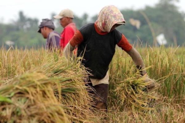 Bulog Bakal Serap 70 Persen Beras dari Target Saat Puncak Panen