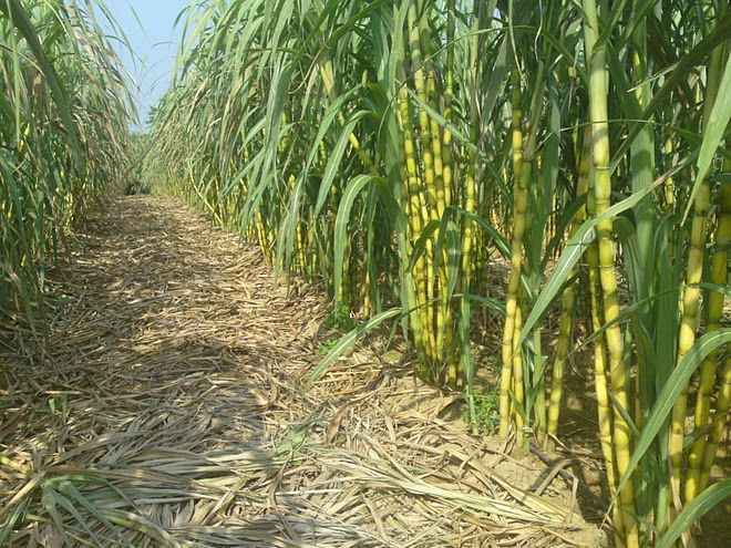 Petani Tebu Tak Jadi Kena Pajak PPN 10%